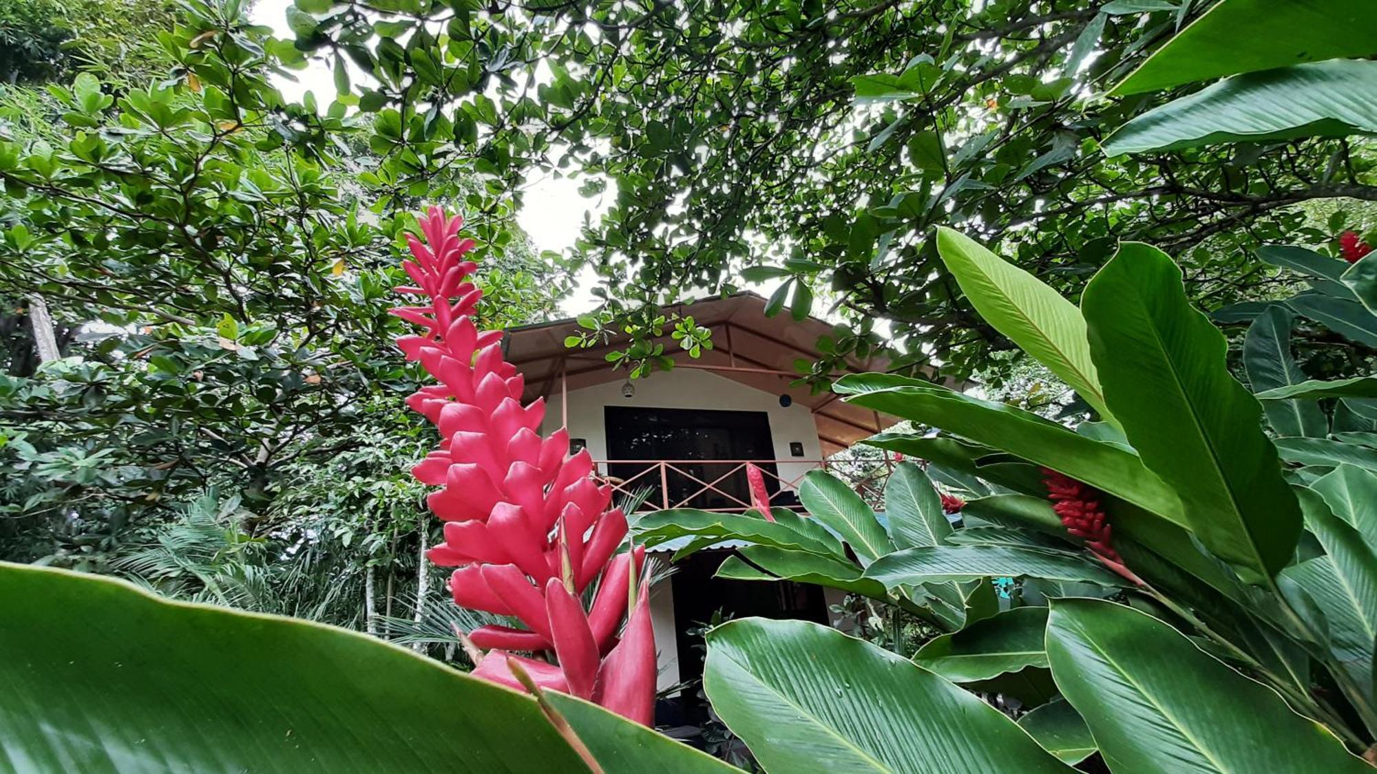 Casa Martina Apartment Cahuita Bagian luar foto
